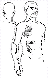 Meridiandickdarm.gif (6096 Byte)